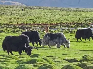 Badrinath Yatra by Yak