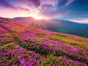Valley of Flowers National Park