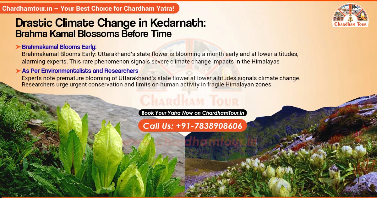 Rare Brahma Kamal flower blooms early in Kedarnath region