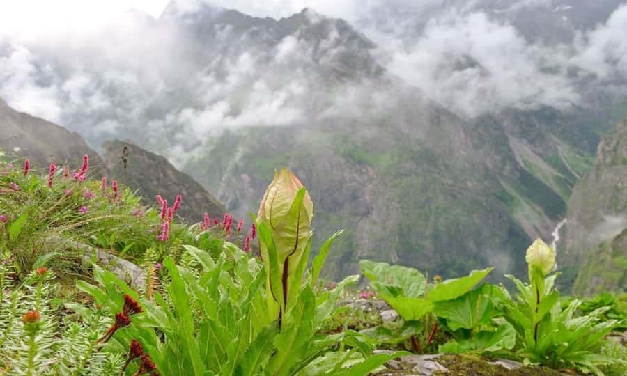 valley of flowers tour package