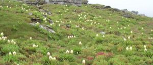 Brahma Kamal Flower - Legends, Religions Importance & Facts
