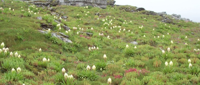 Brahma Kamal State Flower of Uttarakhand