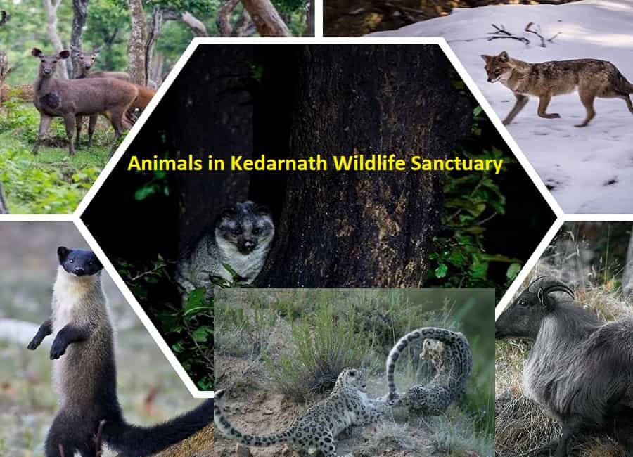 Animals at Kedarnath Wildlife Sanctuary