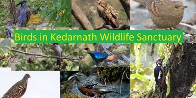 Birds Kedarnath Wildlife Sanctuary