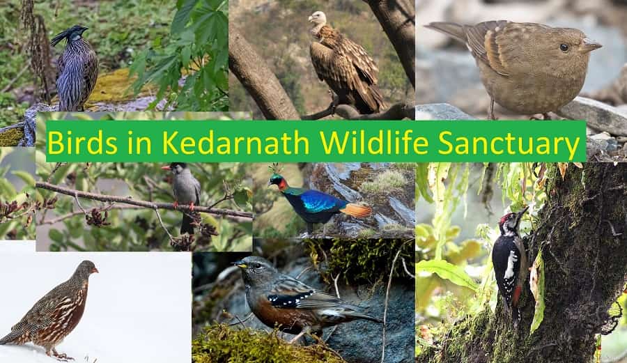 Birds Kedarnath Wildlife Sanctuary