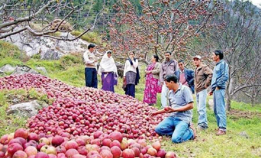 Harsil Apples