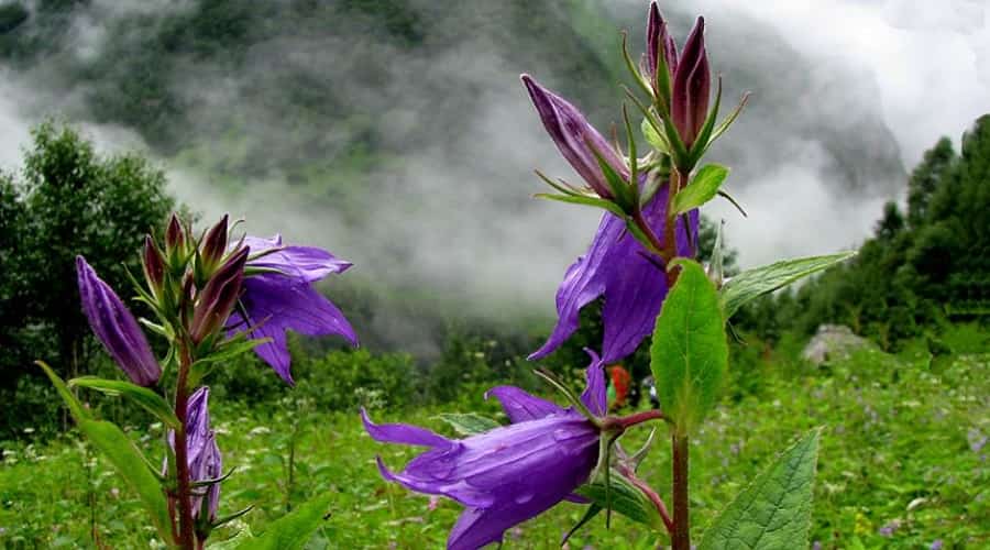 Valley of Flowers National Park