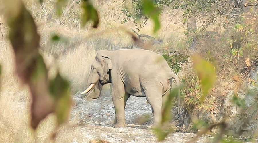 Chilla Range, Raja ji National Park