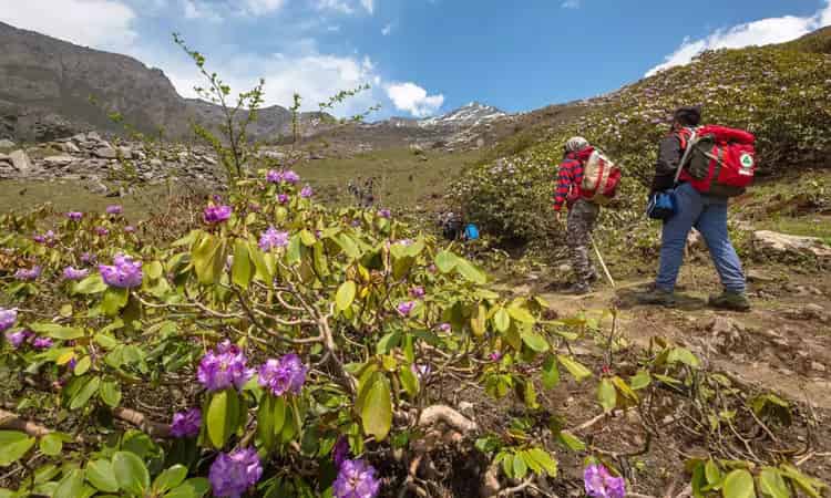 Valley Of Flowers Trek