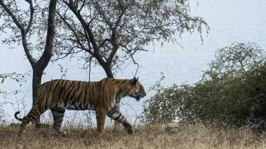 Dehradun Tiger Reserve