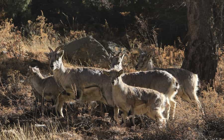 Govind Pashu Vihar National Park