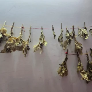 Brahamkamal