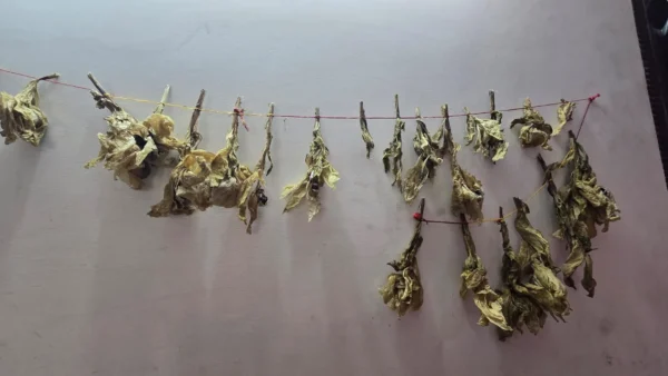 Brahamkamal
