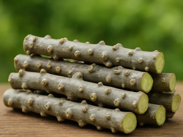 Datun – Chewing Stick - Image 4