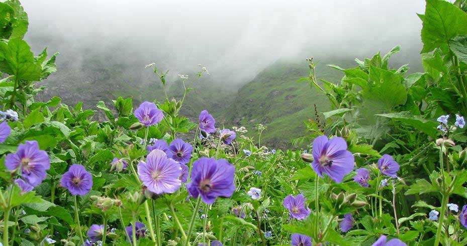 valley of flower during monsoon