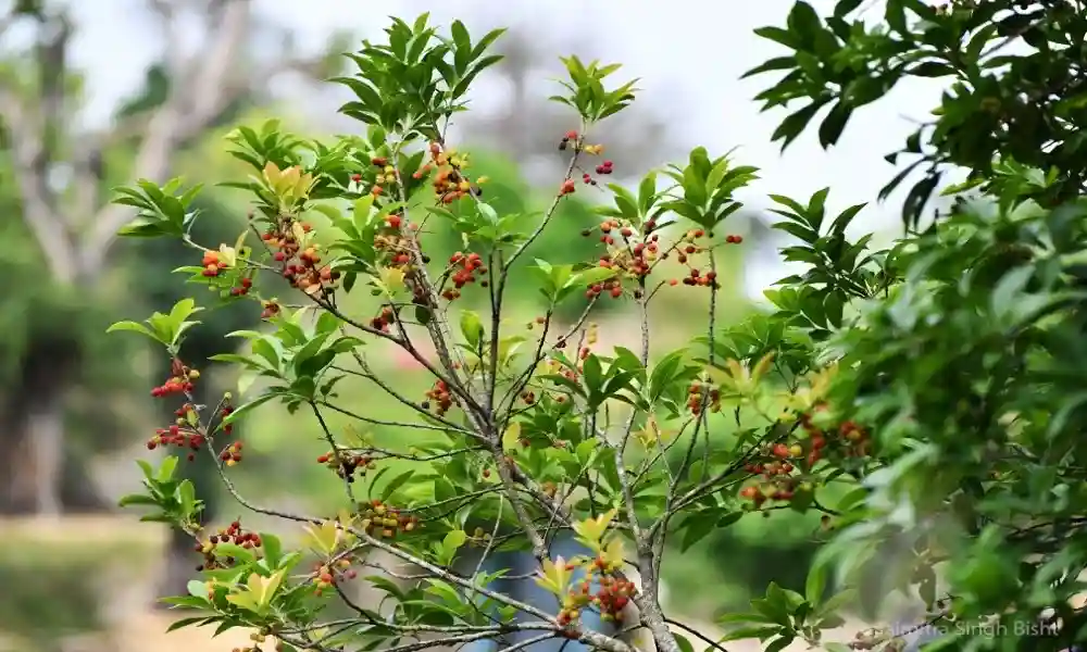 Kafal Trees Barkot Uttarakhand