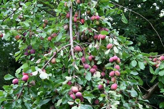 Plums Tree