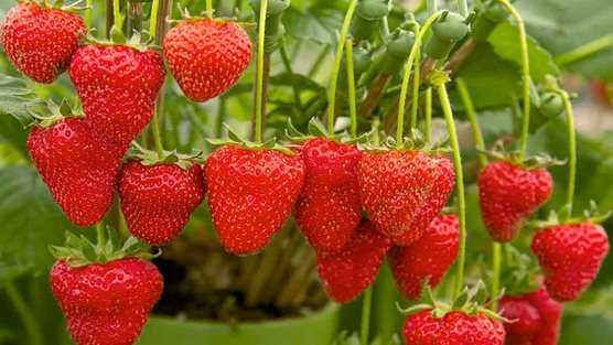 Strawberries Plant