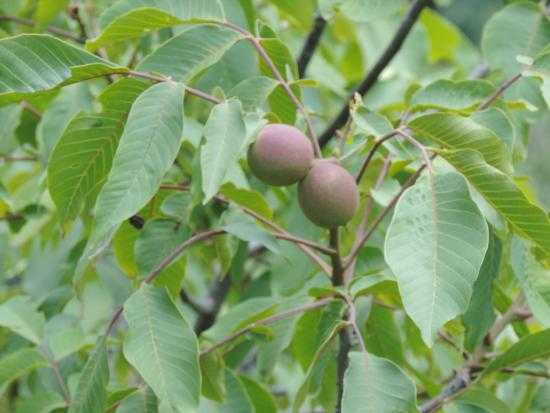 Walnuts Tree Uttarakhand