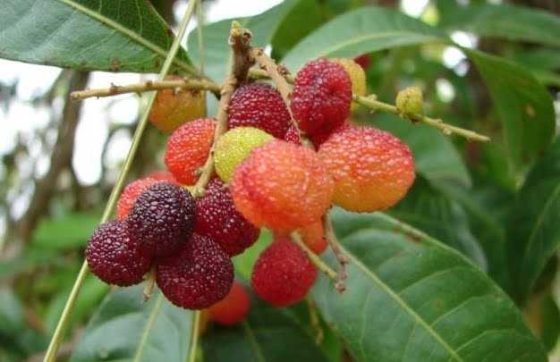 kafal fruit tree