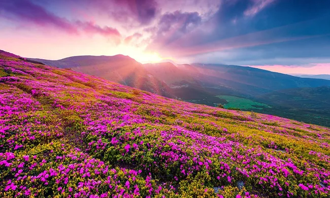 Valley of Flowers With Hemkund Sahib
